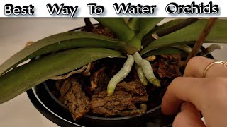 Best Way to Water Orchids  Orchid Watering  How To Water Orchid Correctly [upl. by Leoline]