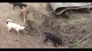 Ratting Fast action ratting with terriers ratting on farms ratting video 201718 [upl. by Cynthie745]