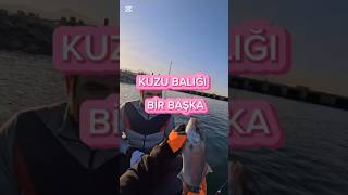 Kuzu balığı kıyılamış Decathlon kano avı yaptık fishing lrf lrfbalikavi balık deniz atçek [upl. by Lejna]