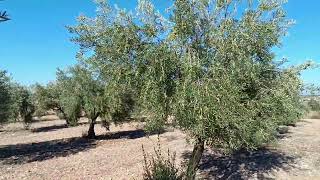 TRATAMIENTO DE OCTUBRE EN OLIVAR TRADICIONAL  Variedad Picual [upl. by Aneeuqal]