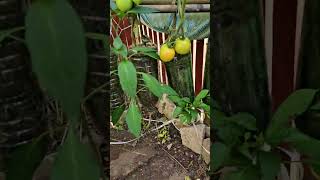 vegetable Gardening Ideas For Homegrowing tomatoes amp chilli in plastic bottles upside down tomato [upl. by Anastas]