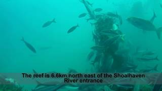 Crazy fish action at the Shoalhaven offshore artificial reef [upl. by Hsirrap]