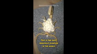 The Most Venomous Scorpion  Deathstalker Scorpion [upl. by Dettmer]