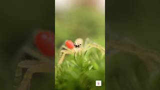 Parasitic Mite on a Jumping Spider by Micro Lens [upl. by Yousuf984]