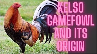 Kelso gamefowl and its origin [upl. by Holton]