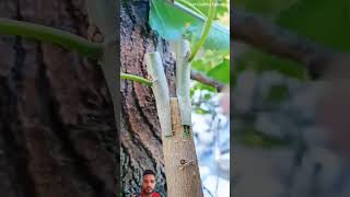 Grafting mulberry fruit tree satisfying survival bushcraft nature graft farming agriculture [upl. by Lagas]