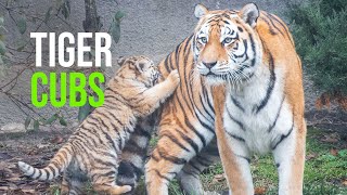 Cleveland Metroparks Zoo’s Amur Tiger Cubs Make Public Debut [upl. by Ardnua]