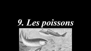 Du big bang à Rosalie 936  Les poissons [upl. by Noved]