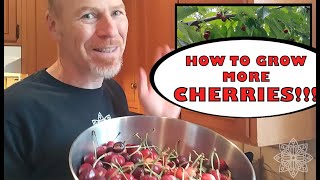 Bing cherry tree pollination  how to get more cherries [upl. by Eelarual]