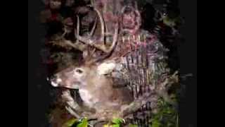 Whitetail Buck Bowhunting Video [upl. by Meter]