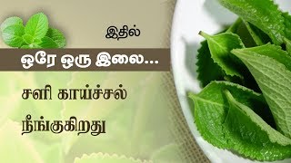 Karpooravalli Health Benefits amp Home Remedies  Tamil Health Tips  Plectranthus Amboinicus [upl. by Maclay]