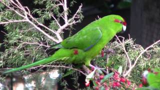 KakarikiNew Zealand Red Crowned ParakeetCanon HF10 [upl. by Karas301]