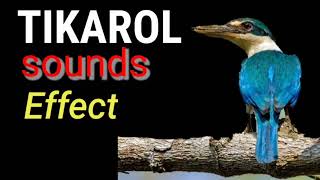 Huni Ng Tikarol  WhiteCollared Kingfisher  bird Call Sounds [upl. by Gytle242]