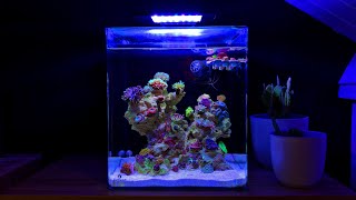 Nano Reef Tank No Skimmer Update Month Three [upl. by Daas614]