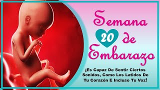 ❤️ SEMANA 20 DE EMBARAZO🤰 ❤️ ⏩ EMBARAZO SEMANA A SEMANA ⏩ Desarrollo y Evolución del Bebé 👶🏻 [upl. by Odareg]