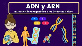 ADN y ARN ácidos nucleicos [upl. by Andris]