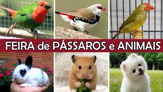 Feira de Pássaros e Animais PARTE 2 passaros animaisdeestimação [upl. by Vernice]