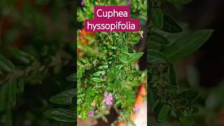 Cuphea hyssopifolia  false heatherMexican heather Hawaiian heather or  elfin herb plant garden [upl. by Nikolas]