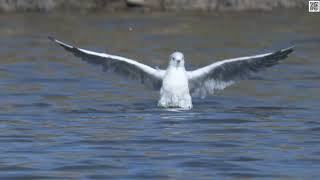 BlackHeaded Gull Marsh Creek Saint John [upl. by Atile]