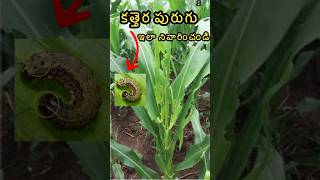 మొక్కజొన్నలో కత్తెరపురుగు 😢 fallarmyworm control maize agriculture [upl. by Cunningham]