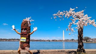 A salute to Stumpys last full bloom More than 100 cherry trees in Washington will be cut down [upl. by Edmea601]