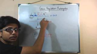 Gene regulation in prokaryotes [upl. by Killy]