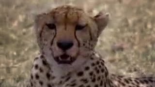 Cheetahs and Snakes Hunt in the African Wild  BBC Studios [upl. by Seagraves815]