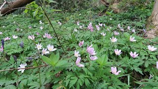 Spring Walk to a Hill Fort 22 April 2024 [upl. by Nnitsuj]