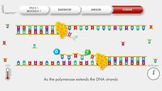 Animated PCR Real Time qPCR procedure [upl. by Gowon]