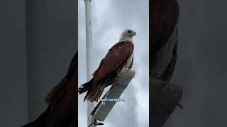 The Brahminy Kite formationday eagle eagles Brahminykite [upl. by Yeneffit943]