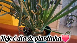 Como cuidar da Albuca Spiralis [upl. by Atsahs]