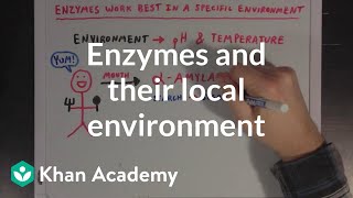 Enzymes and their local environment  MCAT  Khan Academy [upl. by Rebekkah]