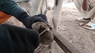 Cleaned the fiber from the donkeys feet today [upl. by Bekah]