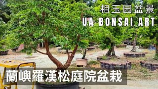 羅漢松蘭嶼羅漢松庭院盆栽 Podocarpus Costalis Courtyard Bonsai [upl. by Metabel230]