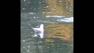 Seagull Shorts Seagull wildlife [upl. by Aerbma]