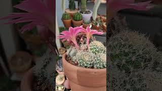 Rebutia pink Sensation in bloom  bikolanahardinera shortvideo cactus rebutia [upl. by Aloz]