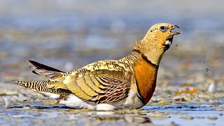 ✅ Escondites o HIDE fotográficos 📷 Curso fotografía de aves 210 [upl. by Ahsitam]