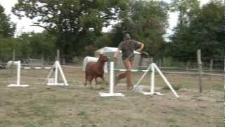 Concours de chevaux miniatures Le saut [upl. by Higgins]