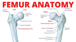 Femur Anatomy [upl. by Luciana]