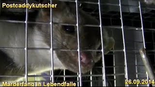 Marder Mustelidae gefangen in Lebendfalle Marderfang [upl. by Brookner625]