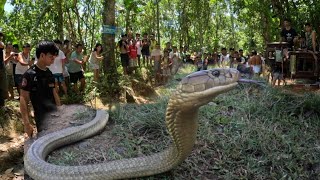 KING COBRA SING LAKI NG HITA NG BATA PART 2 [upl. by Eddi]