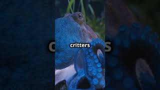 EightLegged Wonders Tentaclely Awesome Octopus Facts [upl. by Riobard]