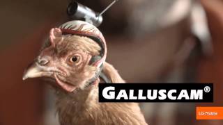 The Stabilization Power of Chicken Heads Featured in New Commercials [upl. by Benedicta]