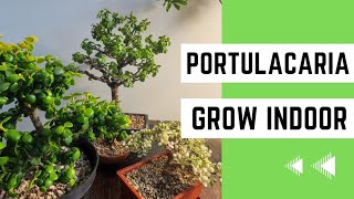 How to Grow Portulacaria Afra Indoors The Easy Method [upl. by Suoicul]