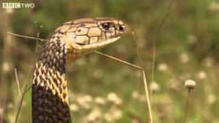 How Dangerous Is The King Cobra  Natural World One Million Snake Bites Preview  BBC Two [upl. by Doowron712]