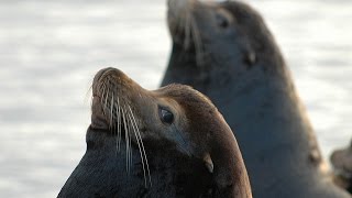 Facts The California Sea Lion [upl. by Ahsiened853]