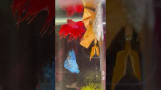 Betta fish breeding ♥️🥰 Part 2 shorts bettafish breeding [upl. by Lorri]