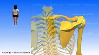 Movements of the Scapula [upl. by Nednyl203]