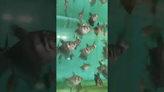 AQUARIUM HOBBY gymnocurimbus aquarium hobby pets fish cute fishcare aquaticlife petlover [upl. by Cosma594]