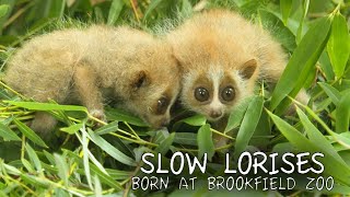 Slow Loris Babies [upl. by Pallua730]